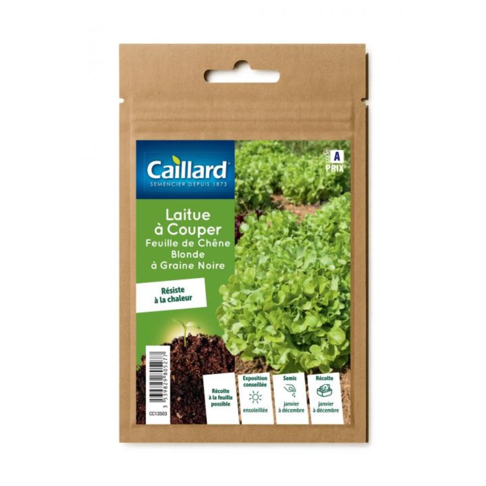 LAITUE A COUPER FEUILLE CHENE BLONDE